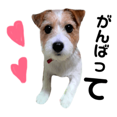 [LINEスタンプ] 愛犬シリーズ★ココアちゃんスタンプ