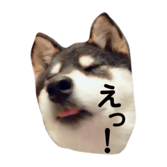 [LINEスタンプ] 柴犬ごまのモフモフLifeの画像（メイン）