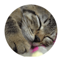 [LINEスタンプ] おやすみ猫ちゃんスタンプ(実写)の画像（メイン）