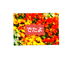 [LINEスタンプ] お花のあいさつたちの画像（メイン）