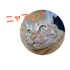[LINEスタンプ] ネコのちーちゃん4の画像（メイン）