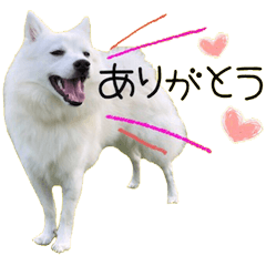 [LINEスタンプ] 日本スピッツ子犬のユキの可愛いスタンプ