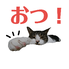 [LINEスタンプ] 苦労猫おプンの日常