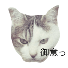 [LINEスタンプ] daifuku the cat