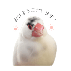 [LINEスタンプ] いつも文鳥