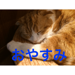 [LINEスタンプ] 可愛い動物たち〜