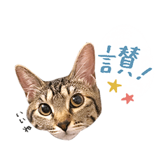 [LINEスタンプ] キジトラ猫 中国語Ver.の画像（メイン）