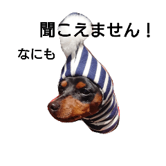 [LINEスタンプ] ミニピン 京輔の日常の画像（メイン）