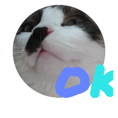 [LINEスタンプ] 猫 シラタマちゃん6の画像（メイン）