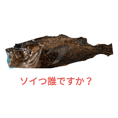 [LINEスタンプ] 魚ギャグスタンプの画像（メイン）