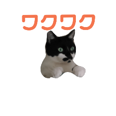 [LINEスタンプ] 猫 の 小豆