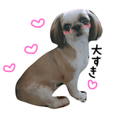 [LINEスタンプ] シーズー犬バニラちゃんの画像（メイン）
