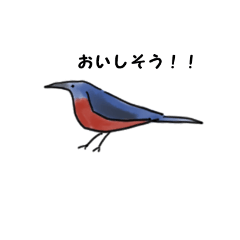 [LINEスタンプ] イソヒヨドリちゃん