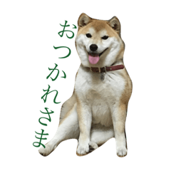 [LINEスタンプ] 柴犬すずと愉快な仲間たち