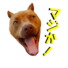 [LINEスタンプ] 表情の豊かすぎるピットブル犬ロジャー