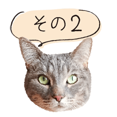 [LINEスタンプ] かわいい猫と犬の写真スタンプ その2