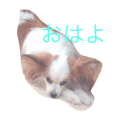 [LINEスタンプ] パピヨンのマカちゃん