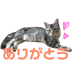 [LINEスタンプ] 猫のしのん☆日常スタンプの画像（メイン）