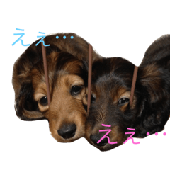 [LINEスタンプ] 犬たちlmkcnj