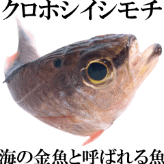 [LINEスタンプ] お魚図鑑『クロホシイシモチ』釣りでみる魚