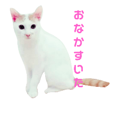 [LINEスタンプ] 甘えん坊な猫”メイちゃん“スタンプ