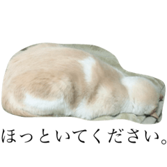 [LINEスタンプ] にゃんことワンちゃん