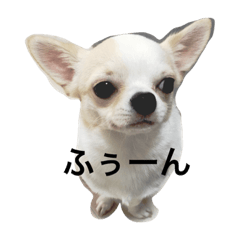 [LINEスタンプ] 可愛い愛犬ちょげ太郎とお友達ゆき