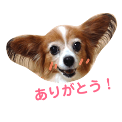 [LINEスタンプ] パピヨンのさくらちゃん1