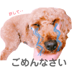 [LINEスタンプ] dog Sticker dog
