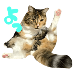 [LINEスタンプ] 愛猫ゆずちゃん