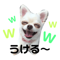 [LINEスタンプ] チワワのめろちゃん