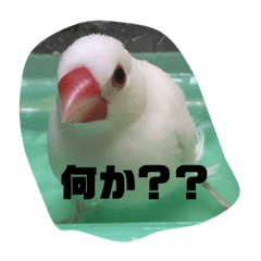 [LINEスタンプ] 文鳥の言葉