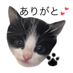 [LINEスタンプ] 猫 (ぱんちゃん)の画像（メイン）