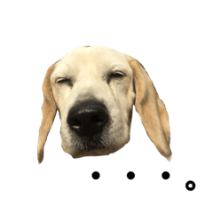 [LINEスタンプ] ビーグル犬みんの画像（メイン）