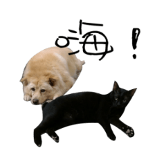 [LINEスタンプ] 黒い猫と黄色い犬の画像（メイン）