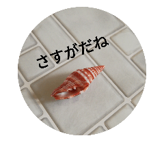 [LINEスタンプ] 貝殻のつぶやき