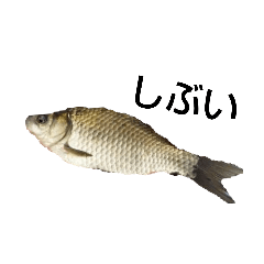 [LINEスタンプ] 淡水魚の画像（メイン）